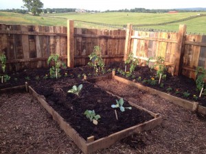 Tomatoes, Cabbage & Marigolds!