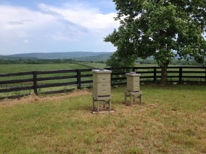 First of many Long Branch hives