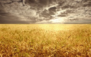 Wheat-field-at-the-sunset